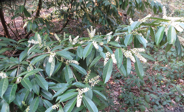 Cherry Laurel